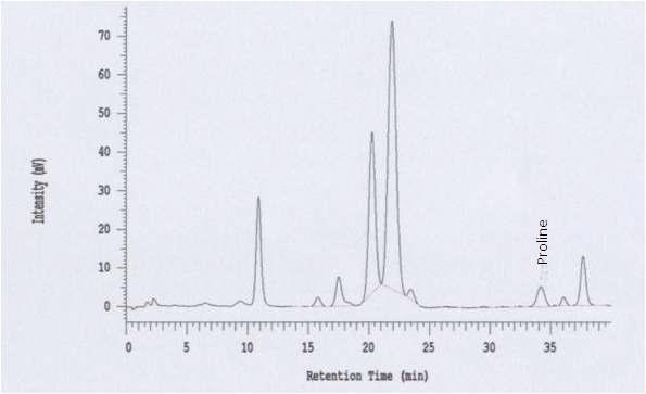 Chromatogram of free amino acids YC0110 by amino acid analyzer