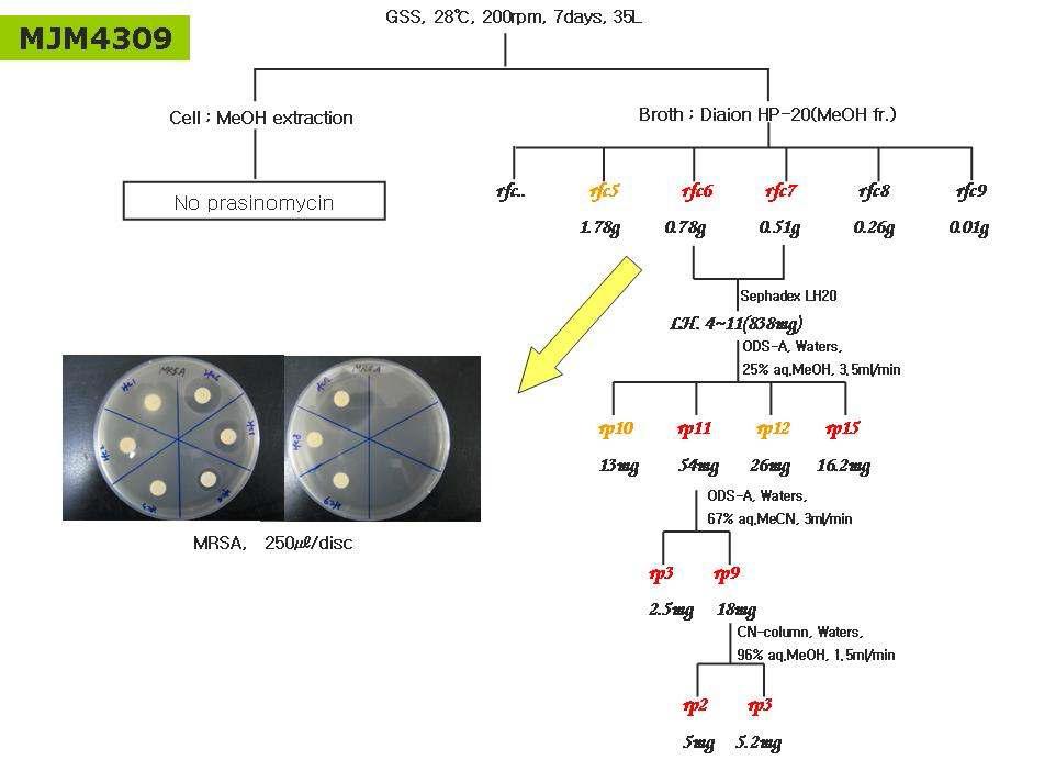 균주 MJM4309가 생산하는 항세균 물질의 정제과정
