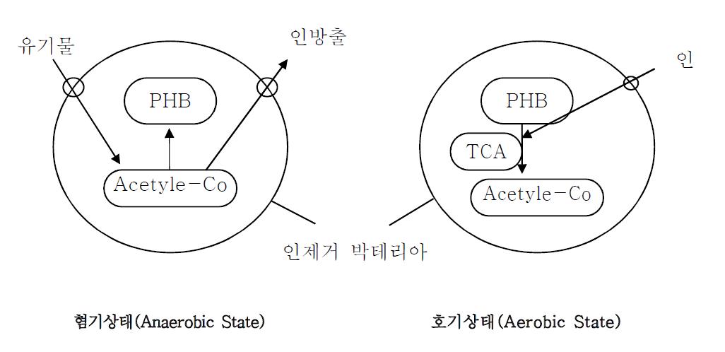 혐기 및 호기성 상태에서의 인의 방출 및 흡수