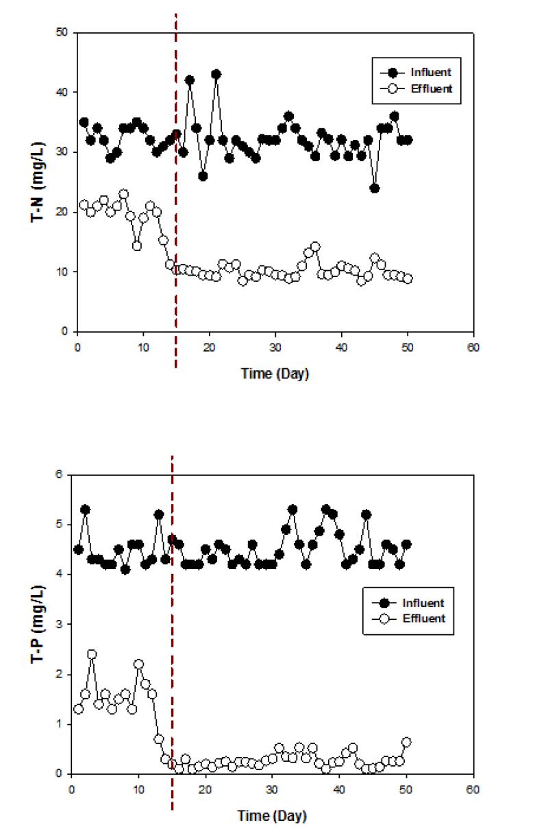 파일롯 장기운전에 따른 오염물질 농도변화(T-N, T-P)