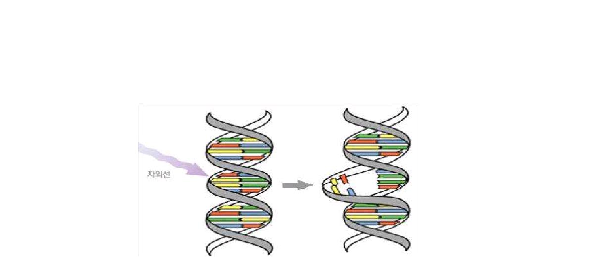 자외선 에너지에 의한 DNA의 변형