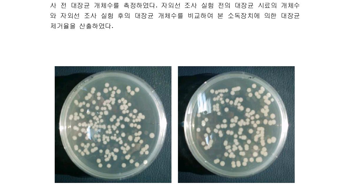 대장균이 배양된 모습