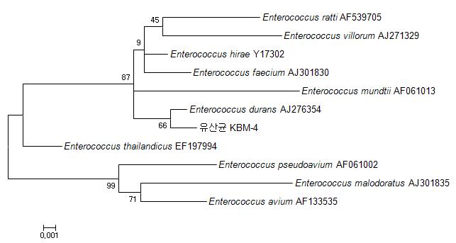 Dendrogram of 16s rDNA gene from strain KBM-4