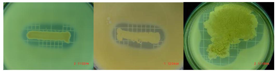 Clear zones showing protease activities of isolate strain 9(left), 11(middle) and 16(right) on skim milk agar plate