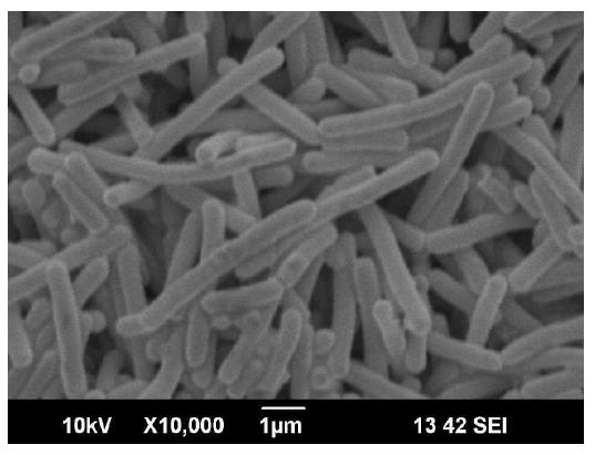 SEM image of isolated strain 10.