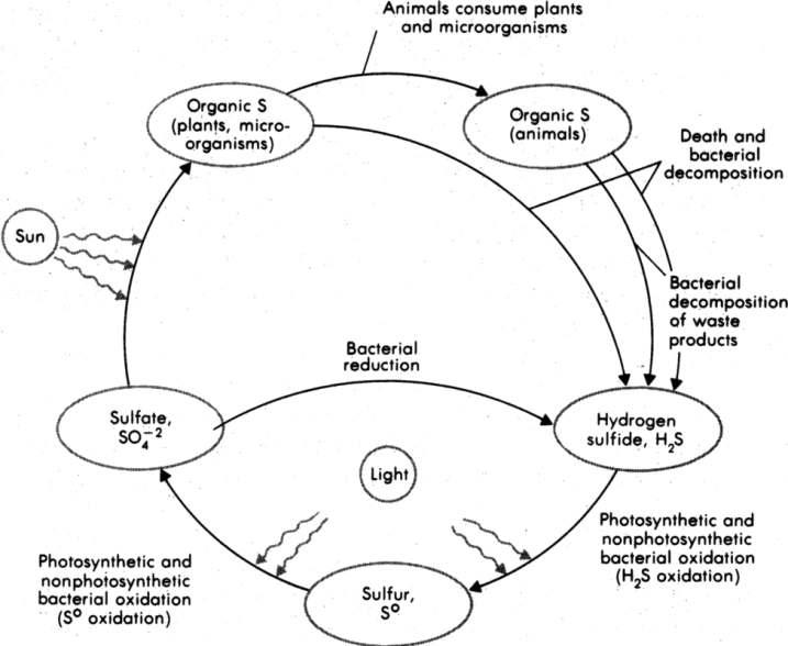 Sulfur cycle in nature