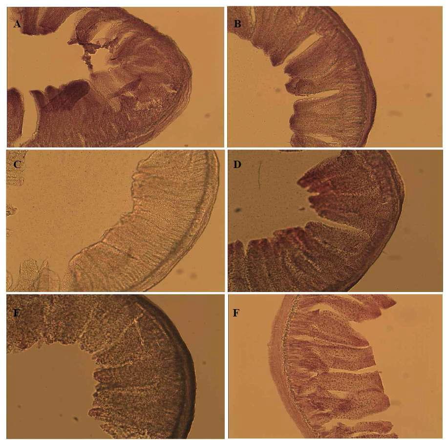 Scanning electron micrographs of intestinal villi of rats.