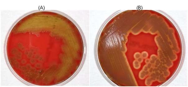 The hemolysis activity of isolated strain BY07 (A) and BY06 (B) testedon sheep blood agar.