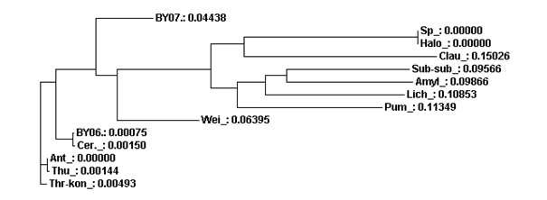 Phylogenic tree of gyrB genese quences in BY06, BY07 and the otherbacteria.