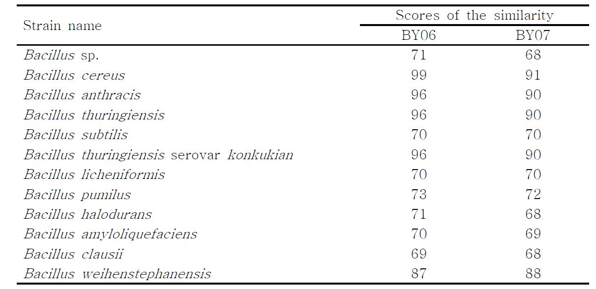 The similarity matrix based on the gyrB nucleotide sequences ofBY06, BY07 and other bacteria