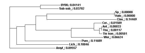 Phylogenic tree of gyrase B gene sequences in BY08 and the other bacteria.