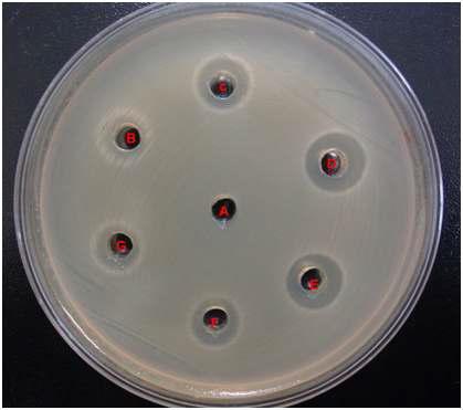 Antagonistic activity of the cultured broth from B