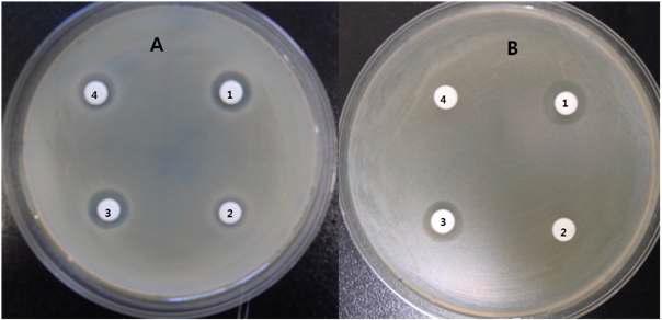 Impact of enzyme treatment on the activity of crud substance (A) andUV254-B (B) purified from B. subtilis BY08 by TLC.