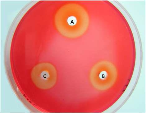 Plate screening of CMCase in the surrounding of wells and congo redstaining for displaying clearing zone