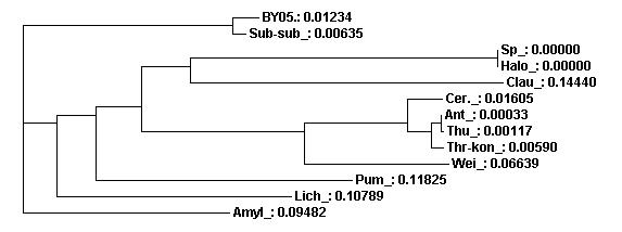 Phylogenic tree of gyrase B gene sequences in strain BY05 and theother bacteria.