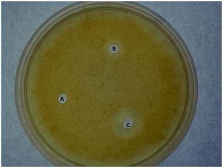 Extracellular protease activities of different strains.