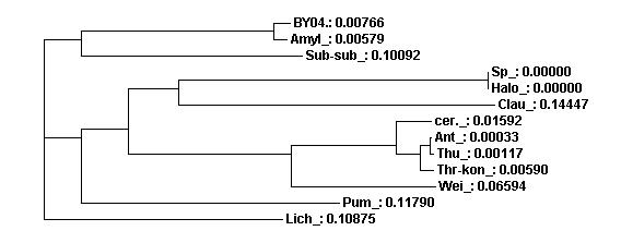 Phylogenic tree of gyrase B gene sequences in BY04 and the other bacteria.