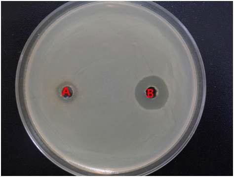 Effect of mixed culture on antibacterial activity of B. subtilis BY08.