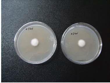 고체 배지 내 버섯 균체 치상 및 매실 추출물 처리 과정