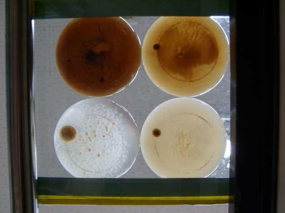 액체배지에서 버섯 균사체에 대한 매실 추출물 처리 효과