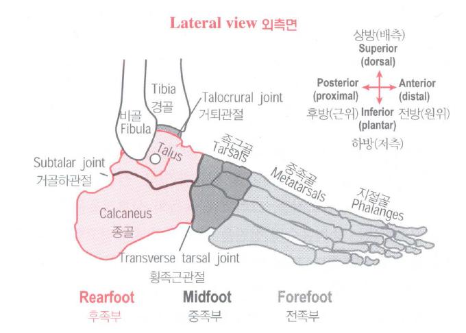 족관절 및 발의 구조