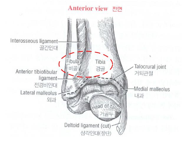 경골과 비골의 형상