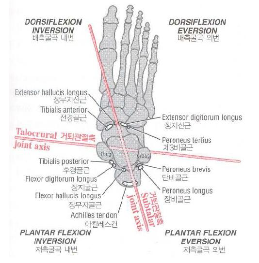 족관절 단면 및 근육의 위치