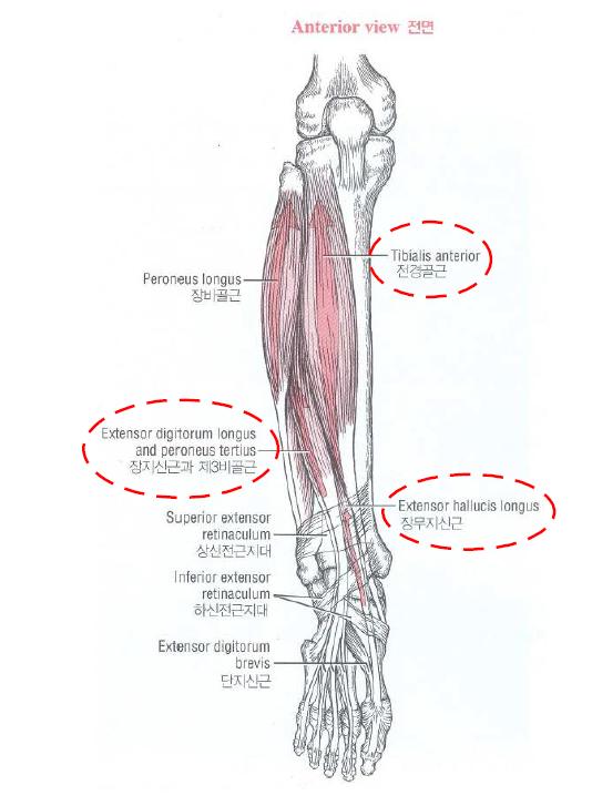 전방 구획에 위치한 족관절 근육