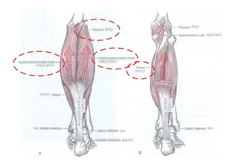 후방 구획에 위치한 족관절 표층 근육