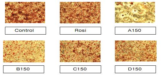 Oil-Red–O Staining for Effect of Oriental Medicine on Adipogenesis