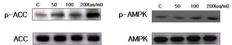 발효 한약재 혼합추출물이 AMPK와 ACC 인산화에 미치는 영향