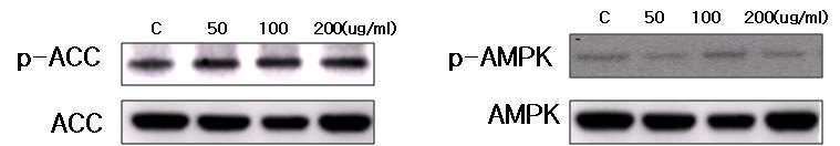미발효 한약재 혼합추출물이 AMPK와 ACC 인산화에 미치는 영향