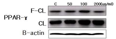 발효한약재와 미발효 한약재 혼합추출물이 PPAR-γ 발현에 미치는 영향
