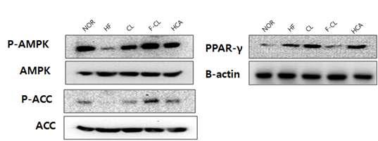 근육에서 AMPK, ACC, PPARγ의 활성에 미치는 영향