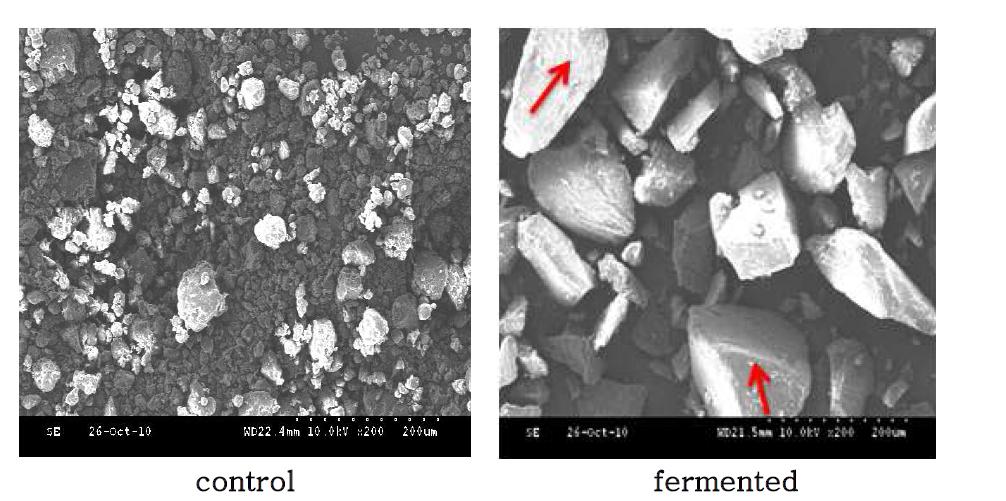 Scanning electron micrographs of fermented and non-fermented riceNaengmyon doughs. The arrows show etches of the starch granules