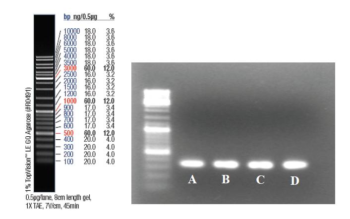 Agarose gel electrophoresis of pooled DNA.