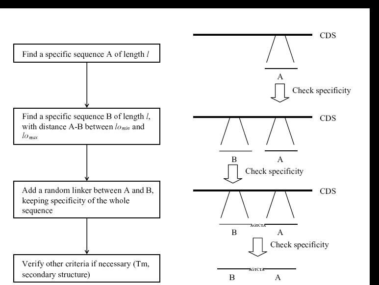 Diagram describing the GoArrays algorithm. l is thelength of the two subsequences constituting the oligonucleotide, lomin and lomax are the minimal and maximal loop size.