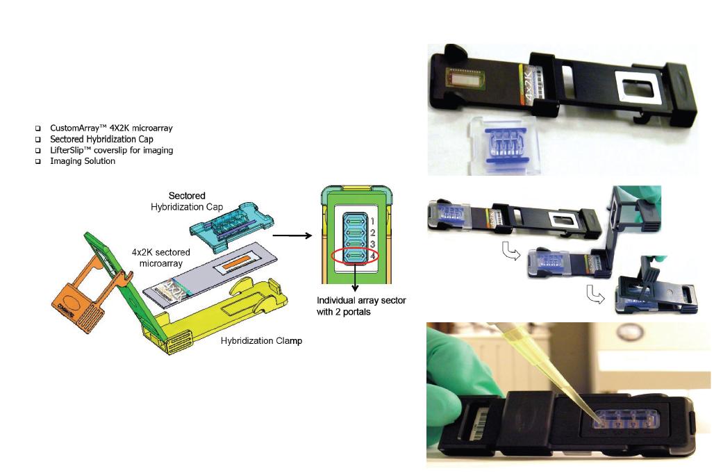 4×2K format for Customized DNA chip.