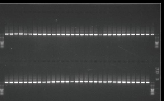 DNA Purification of amplified PCR products.