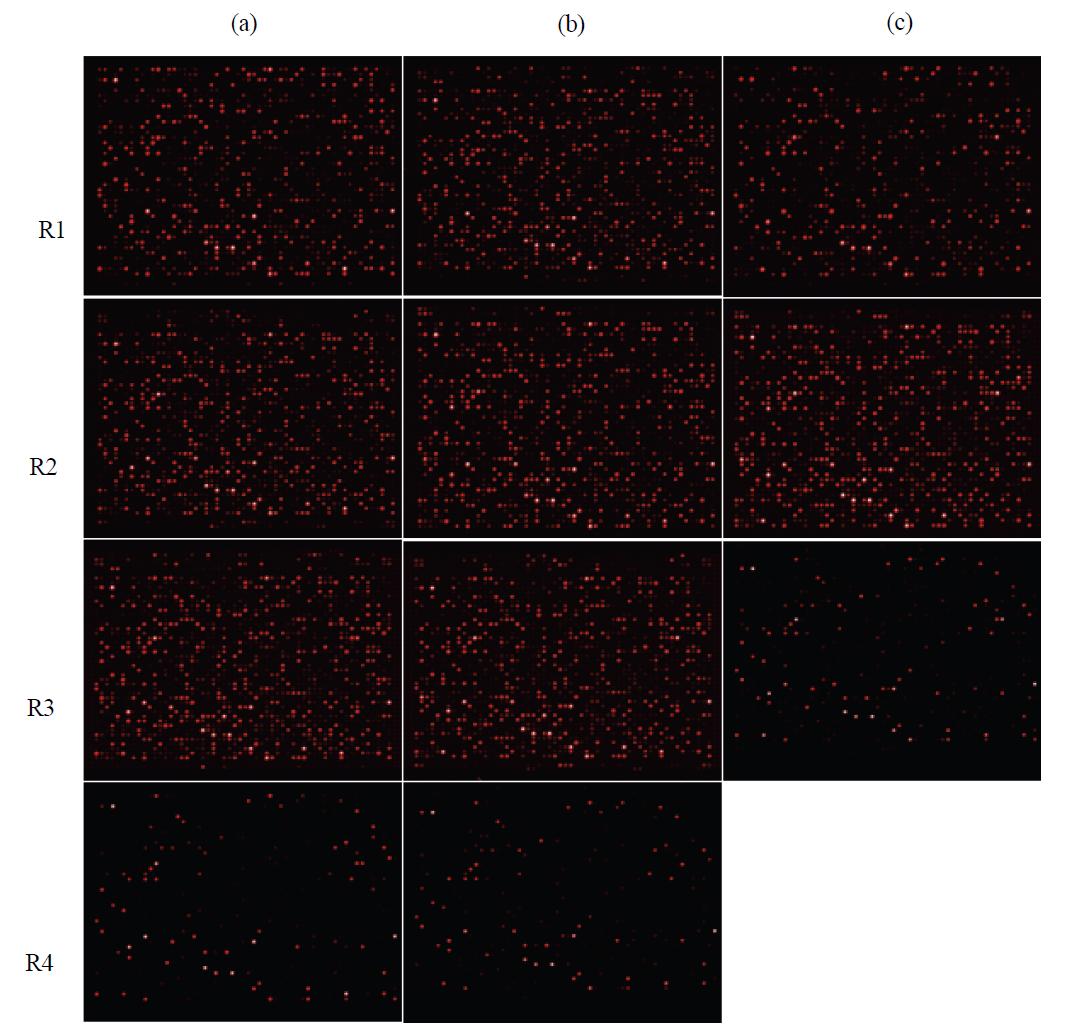 Images of microarray for the porcine intestinal microbial analysis. (a) control(caecum) (b) control(colon) (c) control(rectum). R is repeat number.