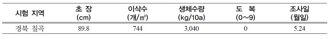 청보리 생육상황