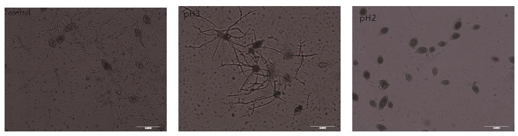 배양액의 pH 수준에 따른 고추 역병균의 유주포자낭 발아. 왼쪽 사진부터 대조구, pH3, pH2.
