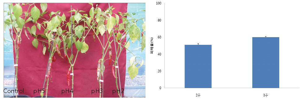 3주 동안 인공산성비를 처리한 고추의 탄저병 발생(왼쪽)과 산성비 피해율(오른쪽).