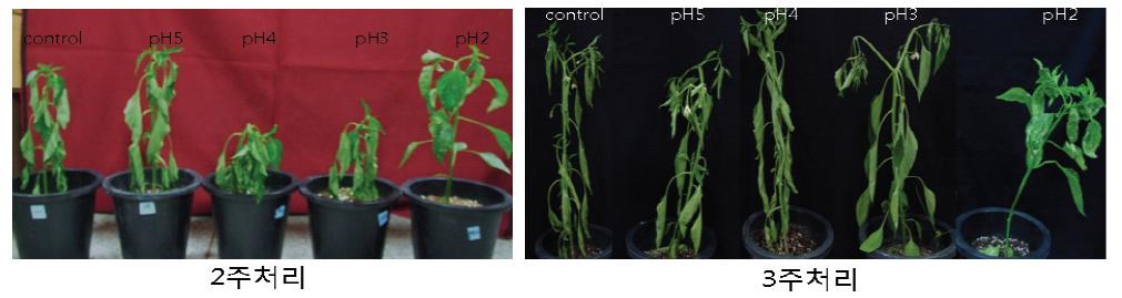 인공산성비의 pH와 처리 기간에 따른 고추 역병 발생.