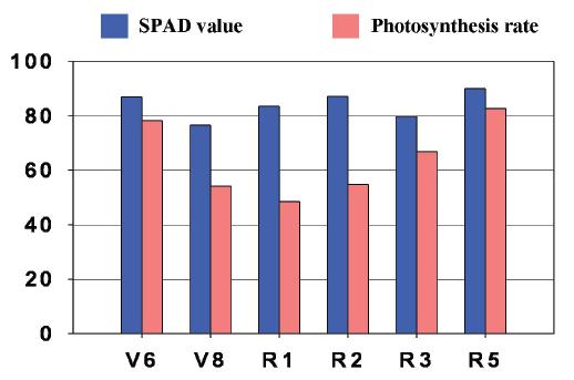 SPAD value and photosynthesis rates as influenced by SAR.