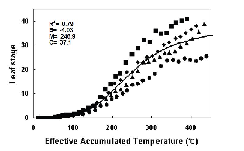 이식시기 조절에 의한 온도상승 조건에서 올방개의 엽령 변화(6월 6일 (■), 13일 (◆), 20일 (▲), 27일 (●)) 및 Logistic 모델에 의한 예측(▬).