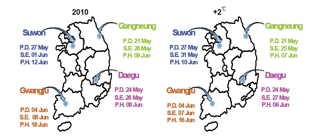 2010년과 2 ℃ 기온상승조건에서 올방개의 50% 최대출아율(S.E.) 및 초장 5cm (P.H.)에 이르는 시기(평균 써레질 일자(P.D.): 수원, 강릉, 광주, 대구 각각, 5월 27일, 5월 21일, 6월 4일, 6월 24일).