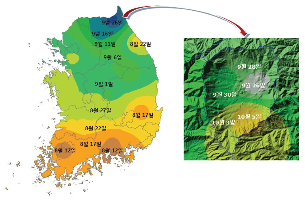 전국 및 양구 해발고도 지역의 포도 ‘캠벨얼리’ 품종의 수확기 분포.