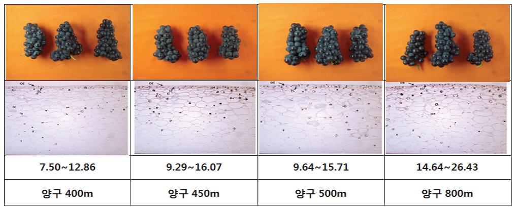 지역별 과피의 조직 사진(×100)과 과실 사진-3.
