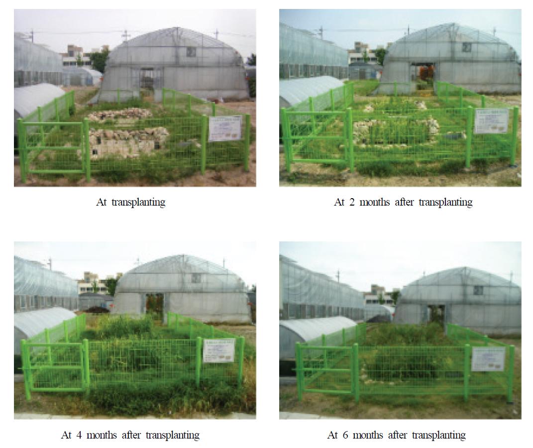 Dry weight of water plants in hydroponic wastewater treatment plant